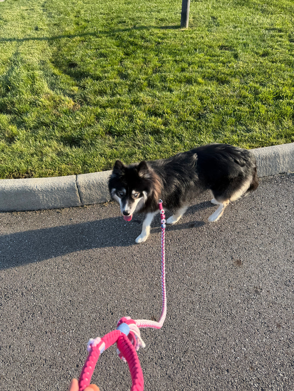 Hand-Braided Rope Dog Leash